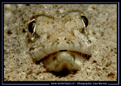 Stop looking at me... :O) by Michel Lonfat 